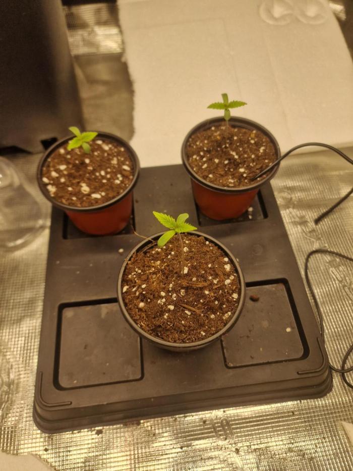DozyDon. Week 0