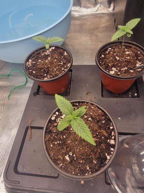 DozyDon. Week 1