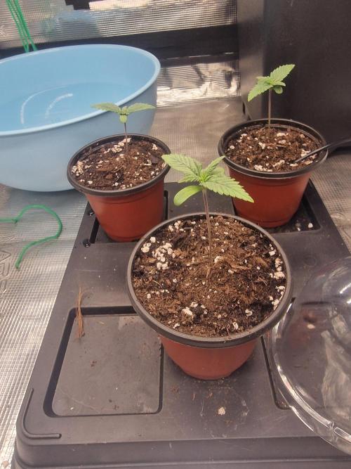 DozyDon. Week 1