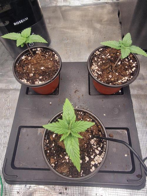 DozyDon. Week 2
