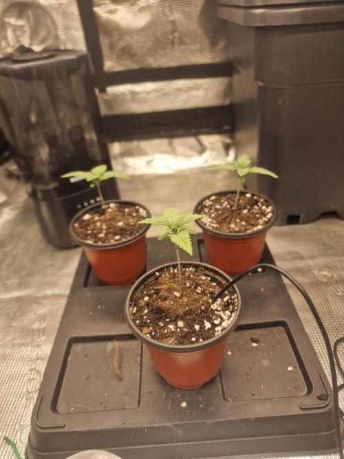 Grow Tent 80x80x160cm (2.7'x2.7'x5.3'). Week 2