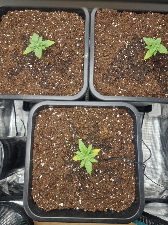 DozyDon. Week 3 - 22/05 translplant in final pot.