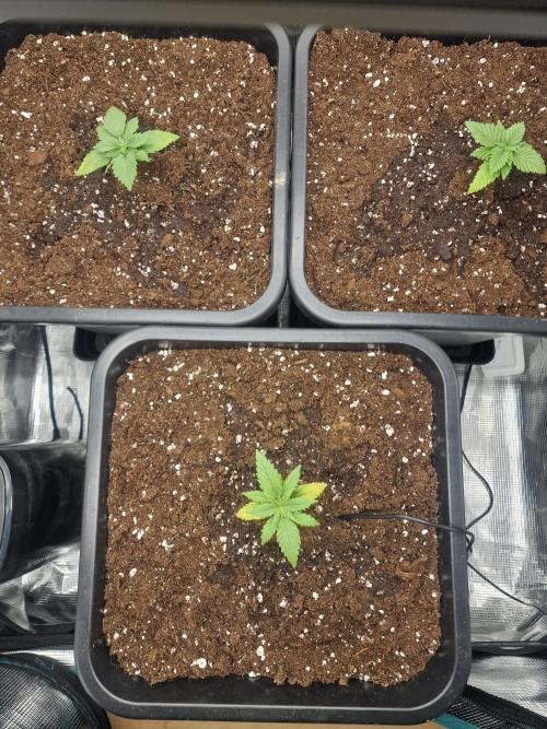 Grow Tent 80x80x160cm (2.7'x2.7'x5.3'). Week 3