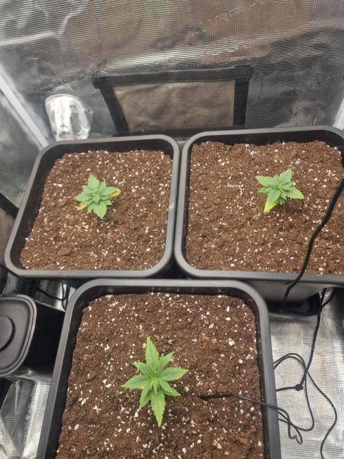 DozyDon. Week 4