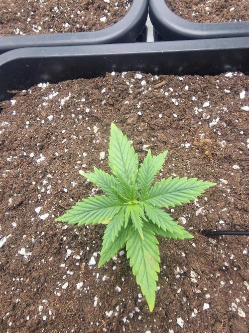 DozyDon. Week 4