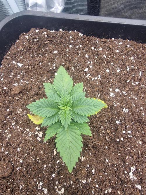 DozyDon. Week 4
