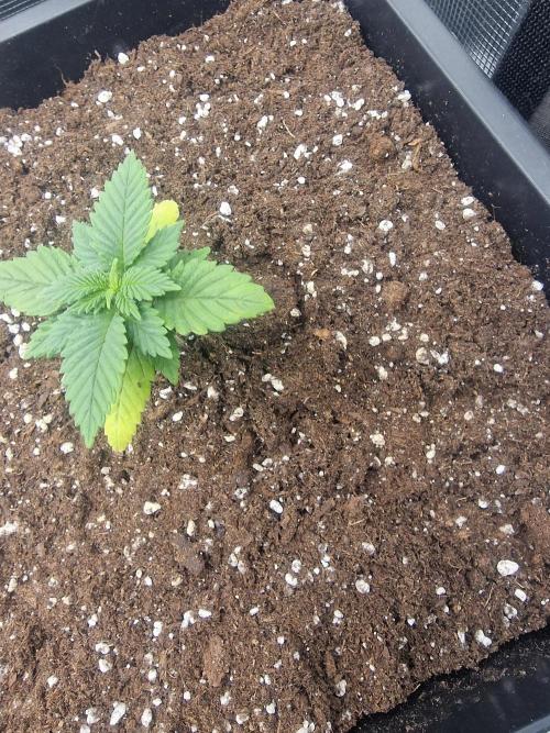 Grow Tent 80x80x160cm (2.7'x2.7'x5.3'). Week 4