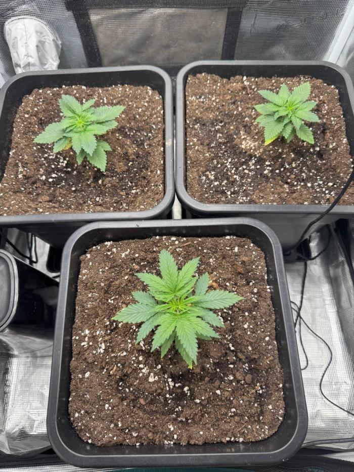 DozyDon. Week 5