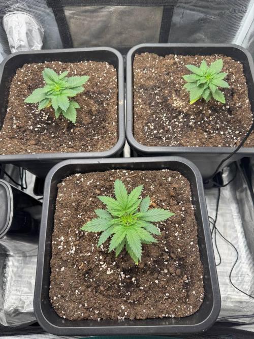 Grow Tent 80x80x160cm (2.7'x2.7'x5.3'). Week 5