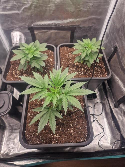 DozyDon. Week 6