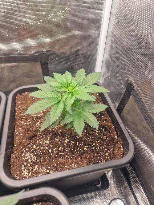 DozyDon. Week 6