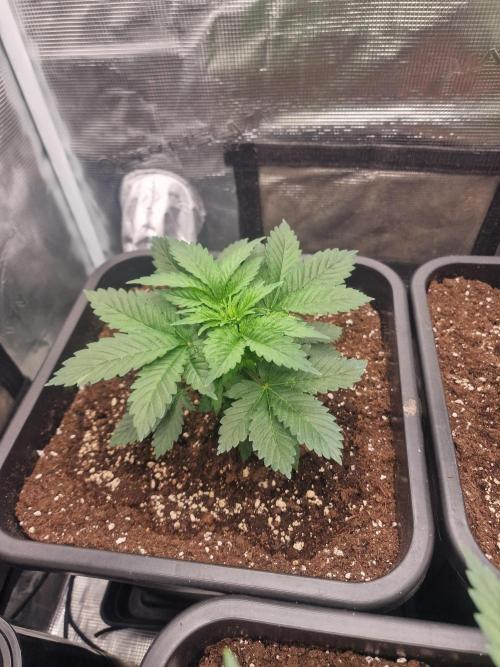 Grow Tent 80x80x160cm (2.7'x2.7'x5.3'). Week 6