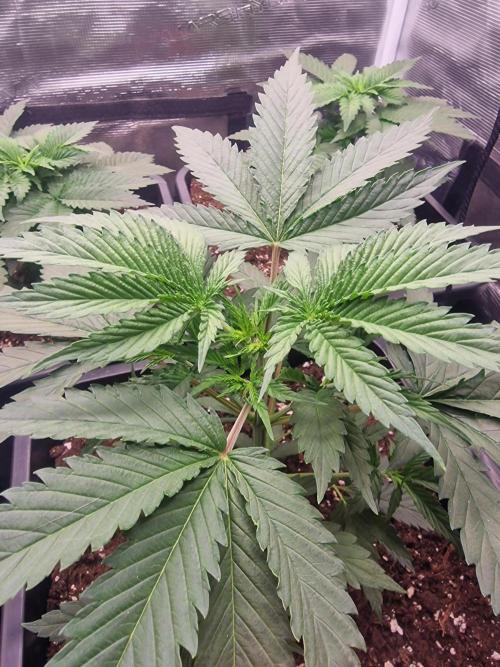 DozyDon. Week 7 - topping 