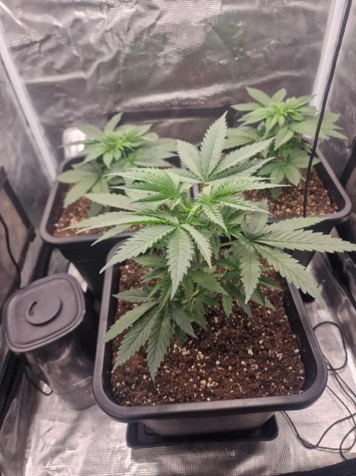 DozyDon. Week 7