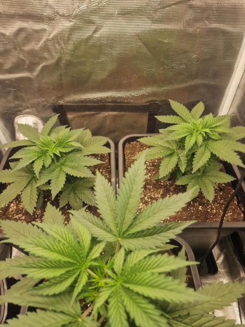 Grow Tent 80x80x160cm (2.7'x2.7'x5.3'). Week 7