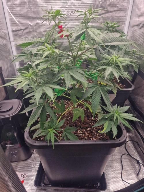 DozyDon. Week 8