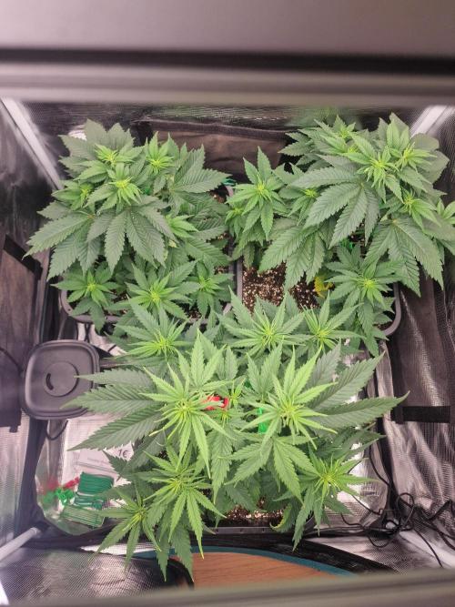 Grow Tent 80x80x160cm (2.7'x2.7'x5.3'). Week 8