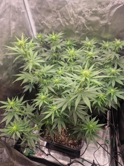 DozyDon. Week 9