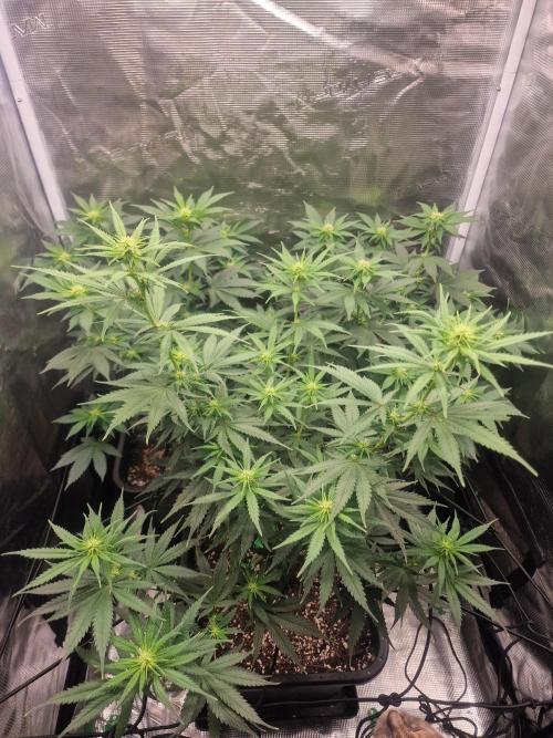 DozyDon. Week 9