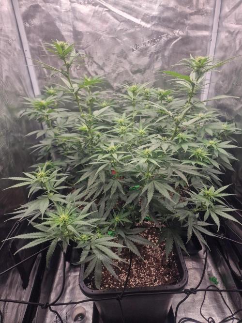 DozyDon. Week 9