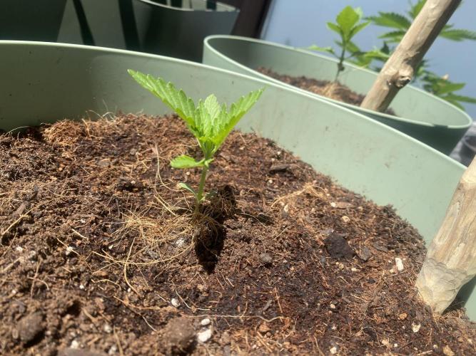 Critical + O.G Kush. Week 2
