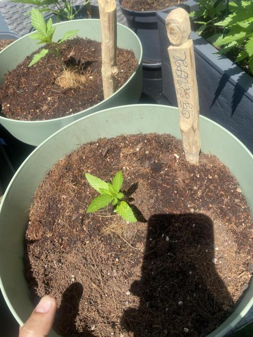 Critical + O.G Kush. Week 2