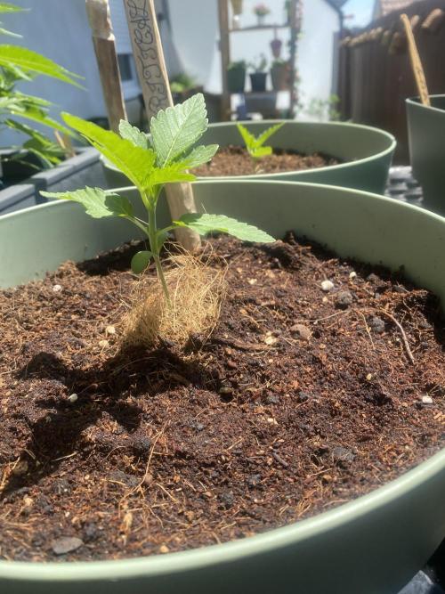 Critical + O.G Kush. Week 2