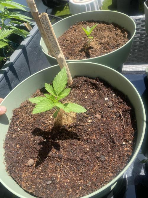 Critical + O.G Kush. Week 2