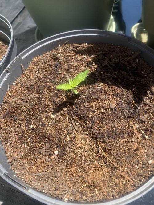 Royal AK Auto. Week 1