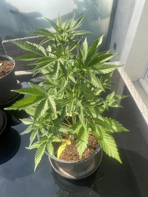 Mélange de variété en extérieur. Week 6