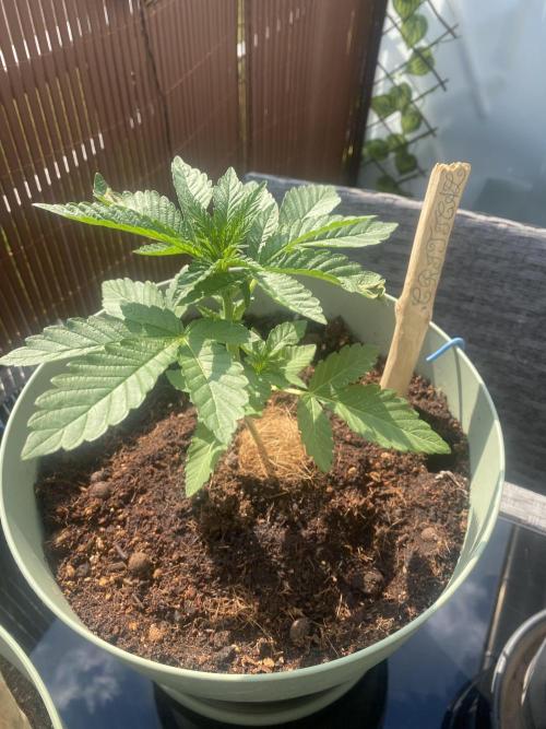 Critical + O.G Kush. Week 3