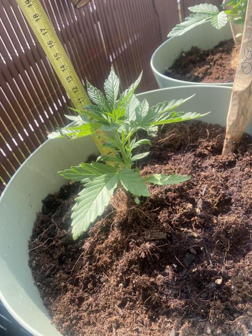 Critical + O.G Kush. Week 3