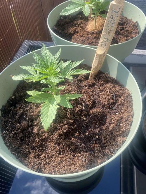 Critical + O.G Kush. Week 3