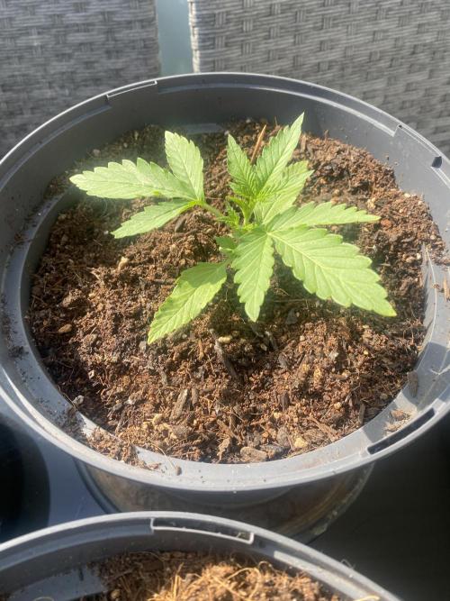Royal AK Auto. Week 2
