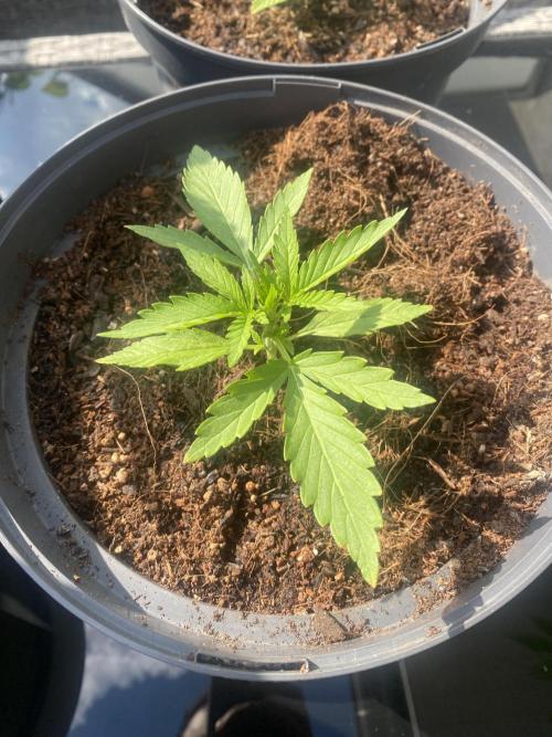 Royal AK Automatic. Week 2