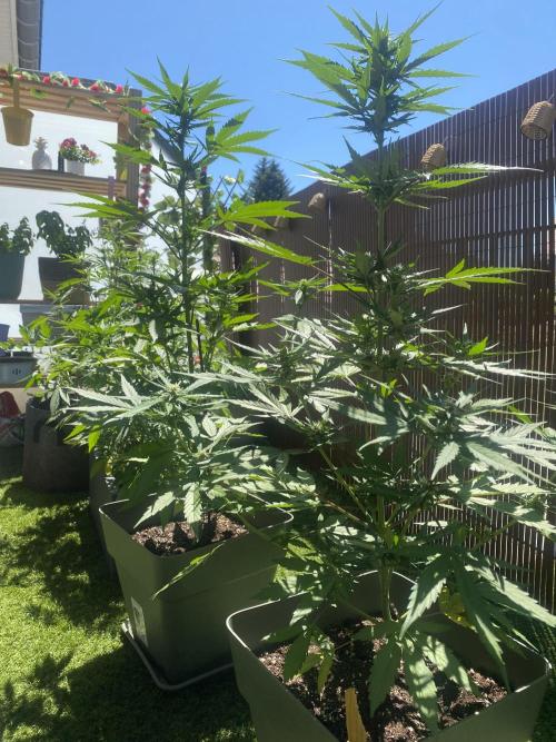 Mélange de variété en extérieur. Week 7