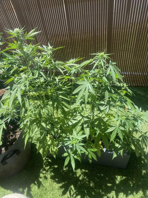 Mélange de variété en extérieur. Week 7