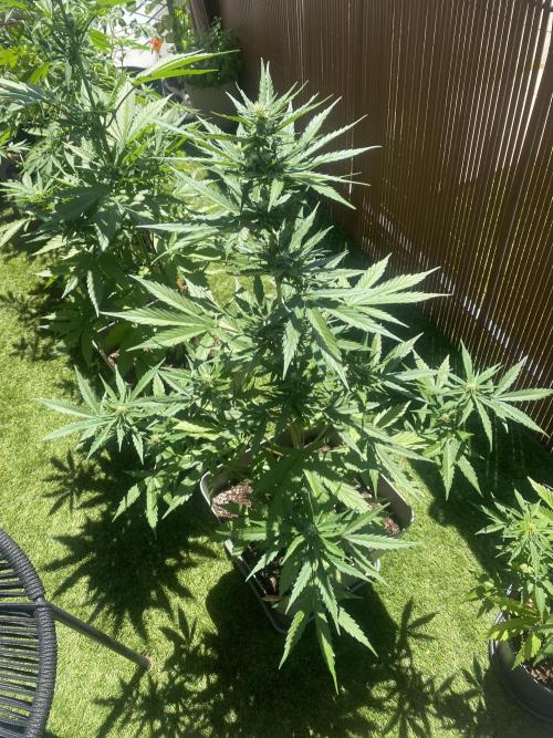 Mélange de variété en extérieur. Week 7