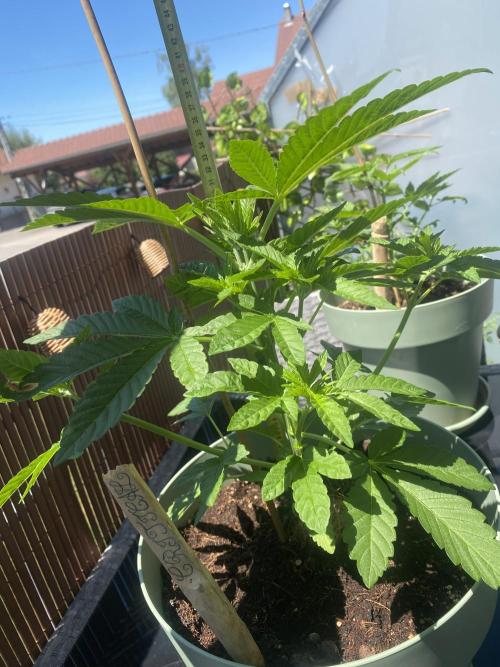 Critical + O.G Kush. Week 4