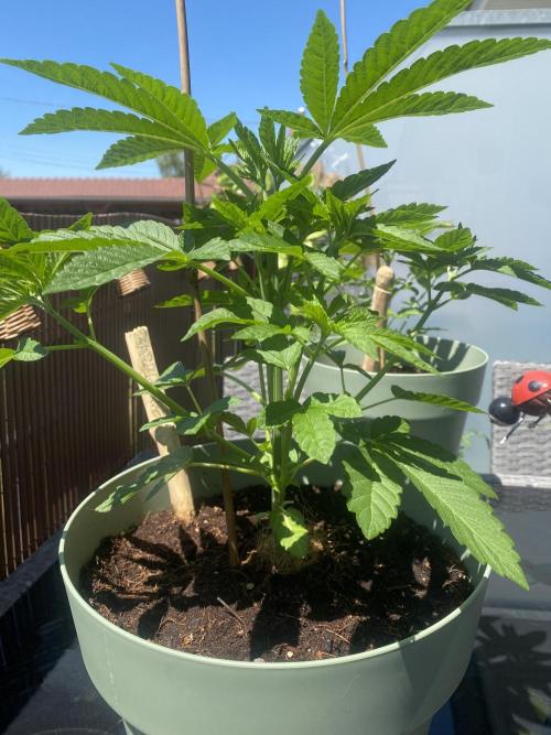 Critical + O.G Kush. Week 4