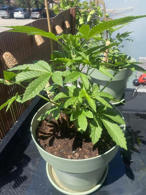 Critical + O.G Kush. Week 4