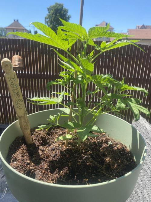 Critical + O.G Kush. Week 4