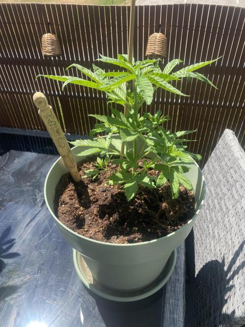 Critical + O.G Kush. Week 4