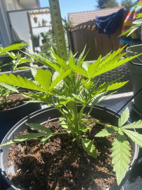 Royal AK Auto. Week 3