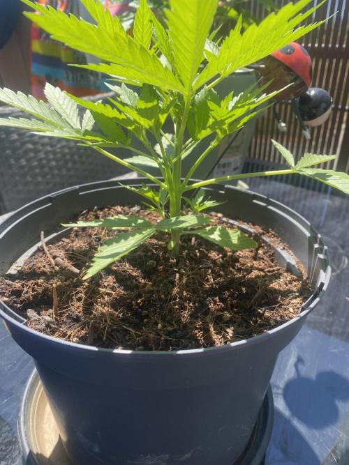 Royal AK Auto. Week 3
