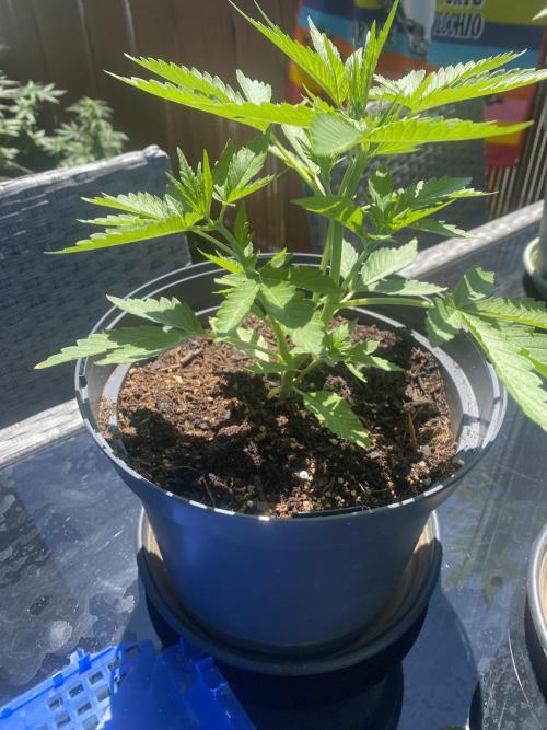 Royal AK Auto. Week 3