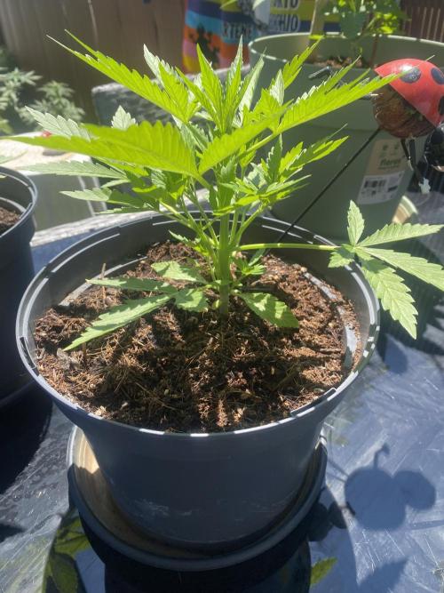 Royal AK Auto. Week 3