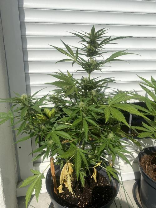 Mélange de variété en extérieur. Week 8