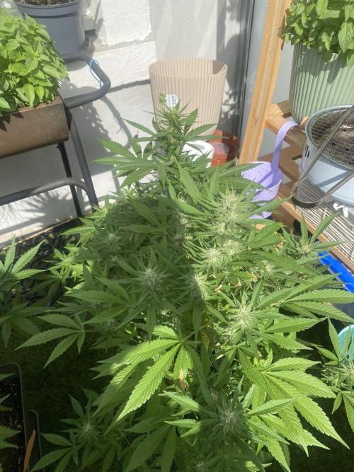 Mélange de variété en extérieur. Week 8