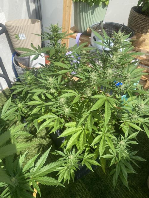 Mélange de variété en extérieur. Week 8